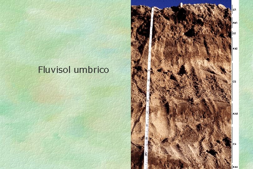 Fluvisol umbrico 