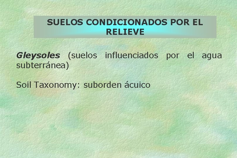 SUELOS CONDICIONADOS POR EL RELIEVE Gleysoles (suelos influenciados por el agua subterránea) Soil Taxonomy: