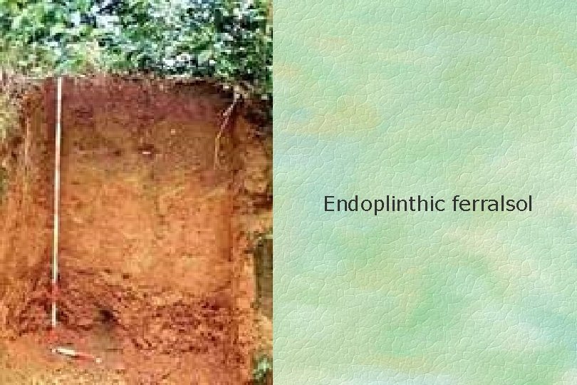 Endoplinthic ferralsol 