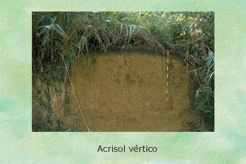 Acrisol vértico 