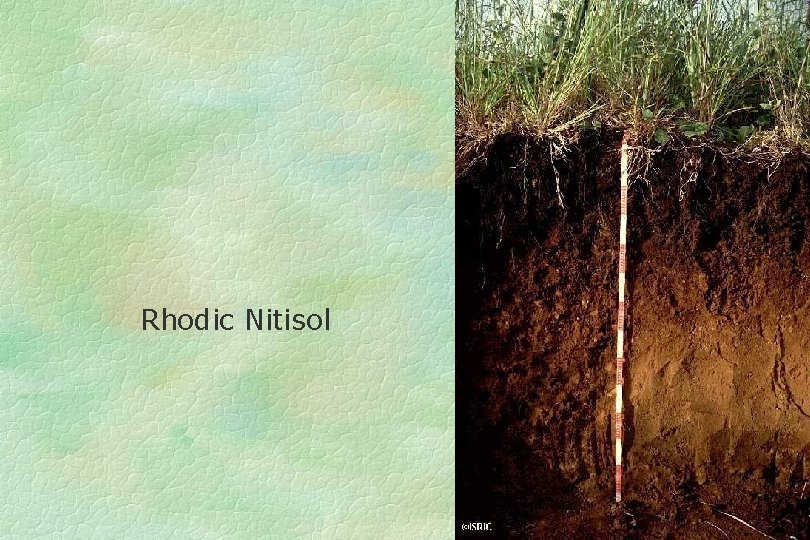 Rhodic Nitisol 