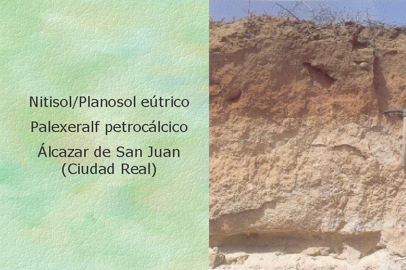 Nitisol/Planosol eútrico Palexeralf petrocálcico Álcazar de San Juan (Ciudad Real) 