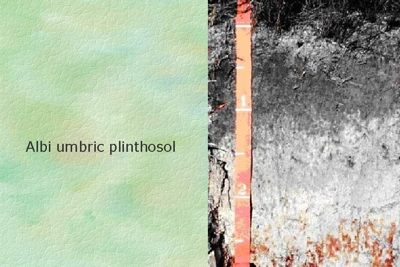 Albi umbric plinthosol 