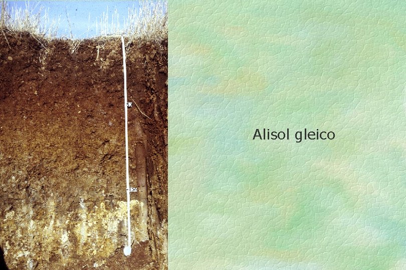 Alisol gleico 