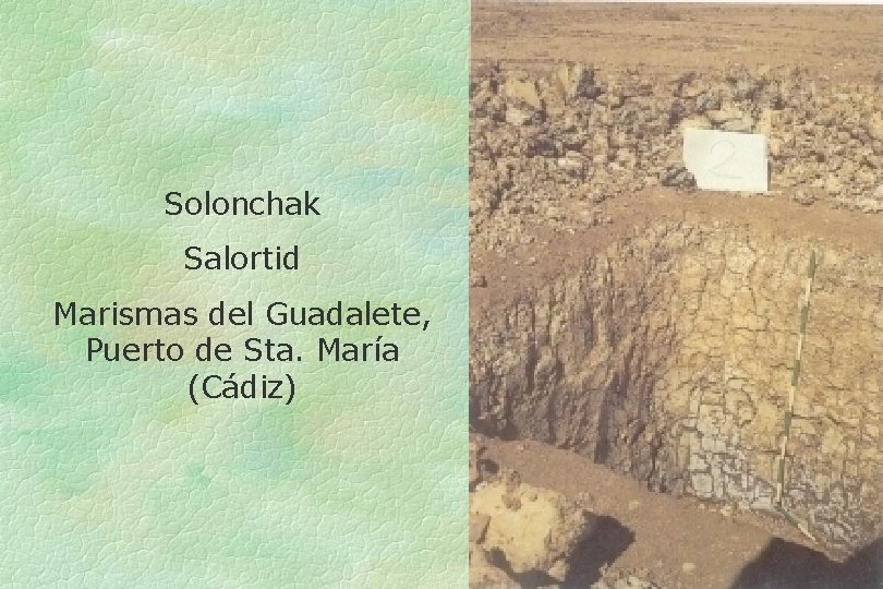 Solonchak Salortid Marismas del Guadalete, Puerto de Sta. María (Cádiz) 