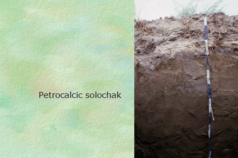Petrocalcic solochak 