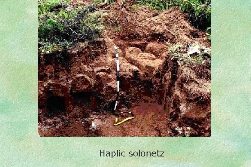 Haplic solonetz 