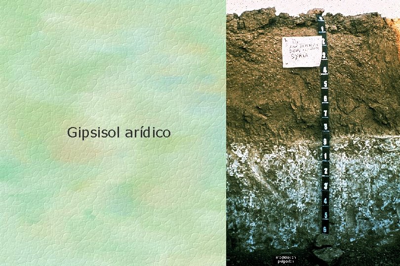 Gipsisol arídico 