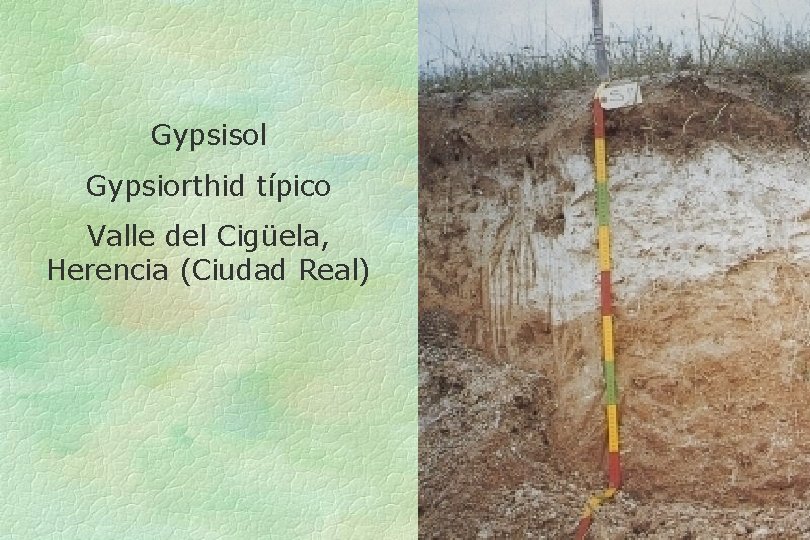 Gypsisol Gypsiorthid típico Valle del Cigüela, Herencia (Ciudad Real) 