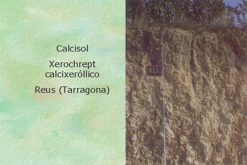 Calcisol Xerochrept calcixeróllico Reus (Tarragona) 