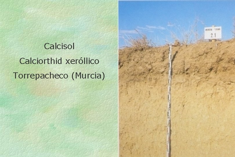 Calcisol Calciorthid xeróllico Torrepacheco (Murcia) 