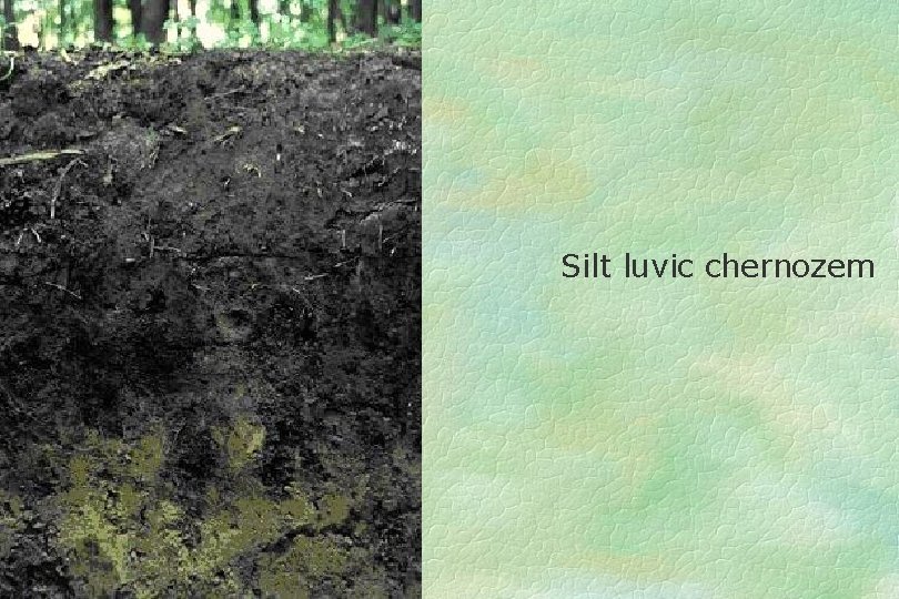 Silt luvic chernozem 