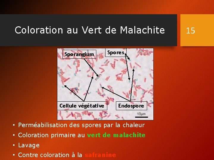 Coloration au Vert de Malachite Sporangium Spores Cellule végétative Endospore • Perméabilisation des spores
