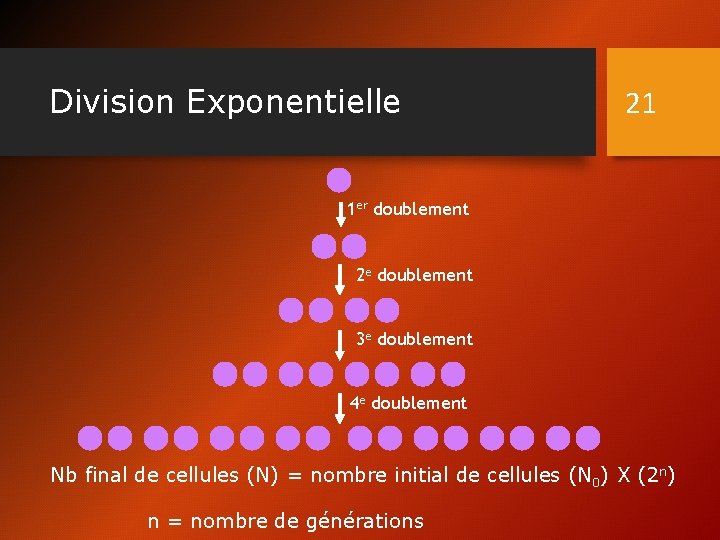 Division Exponentielle 21 1 er doublement 2 e doublement 3 e doublement 4 e