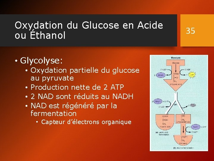 Oxydation du Glucose en Acide ou Éthanol • Glycolyse: • Oxydation partielle du glucose
