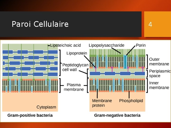 Paroi Cellulaire 4 