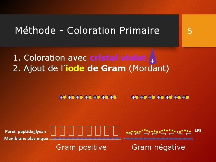 Méthode - Coloration Primaire 5 1. Coloration avec cristal violet + 2. Ajout de