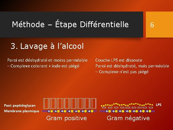 Méthode – Étape Différentielle 6 3. Lavage à l’alcool Paroi est déshydraté et moins