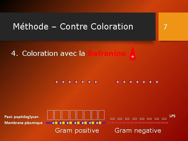 Méthode – Contre Coloration 7 4. Coloration avec la Safranine + + + +