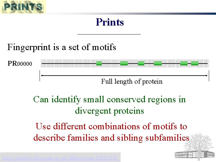 Prints Fingerprint is a set of motifs PR 00000 Full length of protein Can