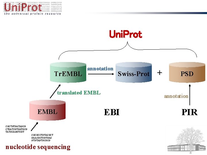 Uni. Prot Tr. EMBL annotation Swiss-Prot translated EMBL CGCTGTGATAGCG CTGATCGTGATGCG TATGCAGGTCGT CGCGCCTGTACGCT GAACGCTCGTGAC GTGTAGTGCGCG