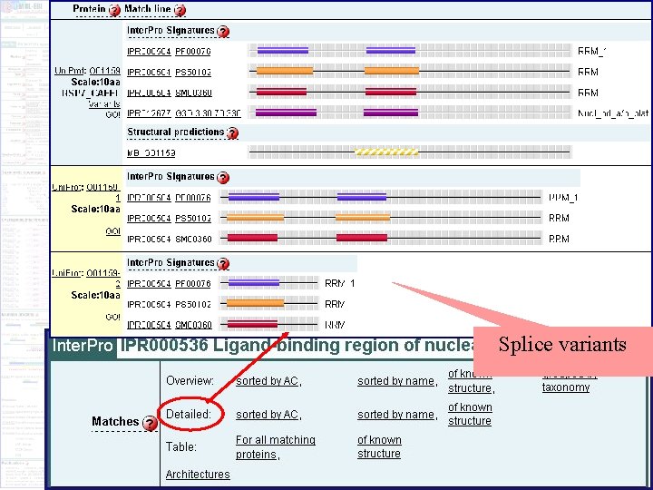 Protein matches Splice variants 