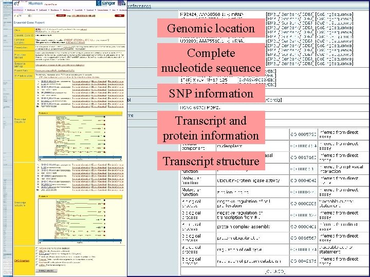 Genomic location Complete nucleotide sequence SNP information Transcript and protein information Transcript structure 