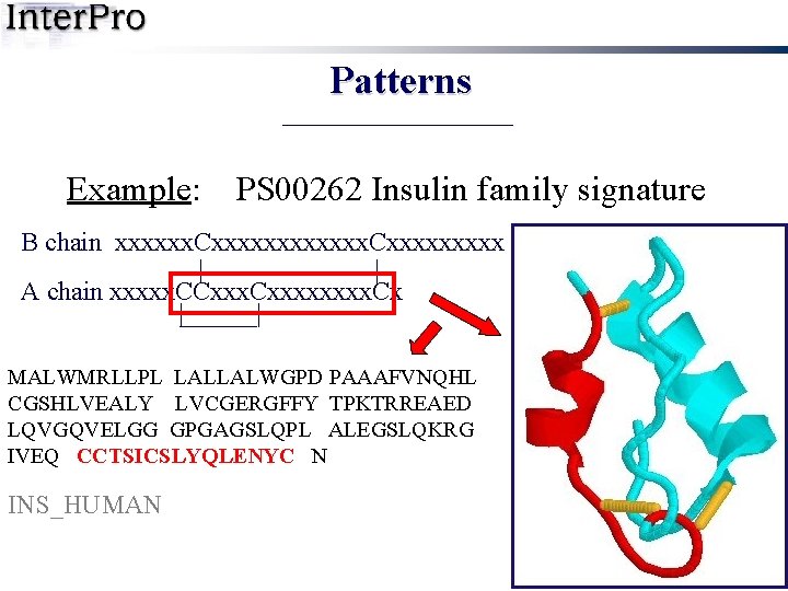 Patterns Example: PS 00262 Insulin family signature B chain xxxxxx. Cxxxxxxxxx | | A