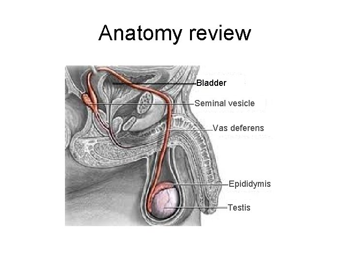 Anatomy review Bladder Seminal vesicle Vas deferens Epididymis Testis 