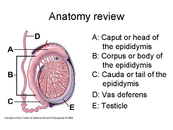 Anatomy review A: Caput or head of the epididymis B: Corpus or body of