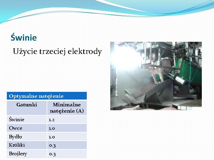 Świnie Użycie trzeciej elektrody Optymalne natężenie Gatunki Minimalne natężenie (A) Świnie 1. 2 Owce