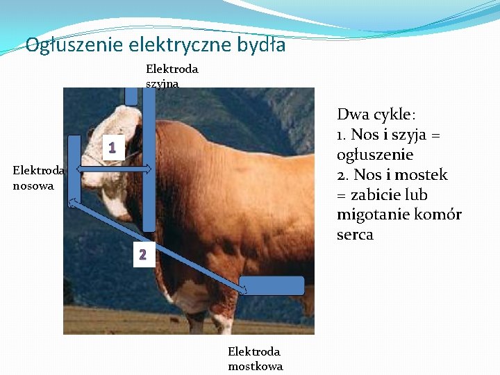 Ogłuszenie elektryczne bydła Elektroda szyjna Dwa cykle: 1. Nos i szyja = ogłuszenie 2.