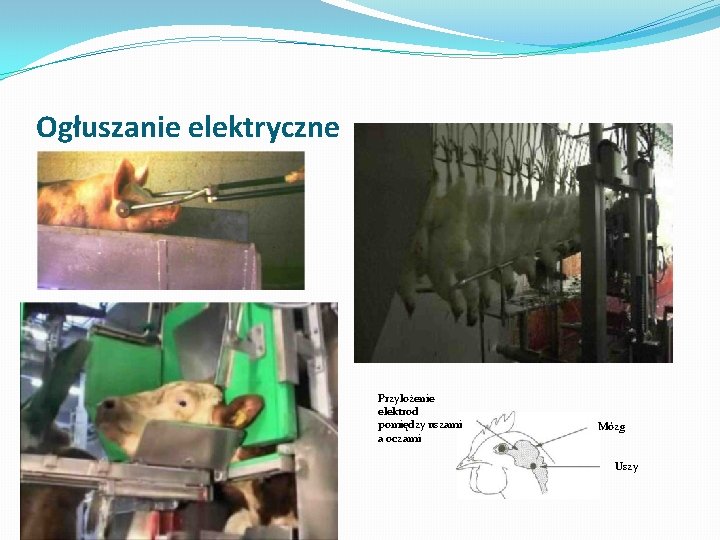 Ogłuszanie elektryczne Przyłożenie elektrod pomiędzy uszami a oczami Mózg Uszy 