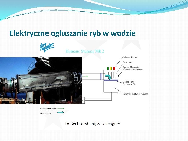 Elektryczne ogłuszanie ryb w wodzie 