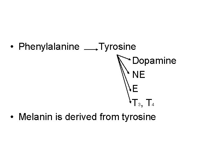  • Phenylalanine Tyrosine Dopamine NE E T 3, T 4 • Melanin is