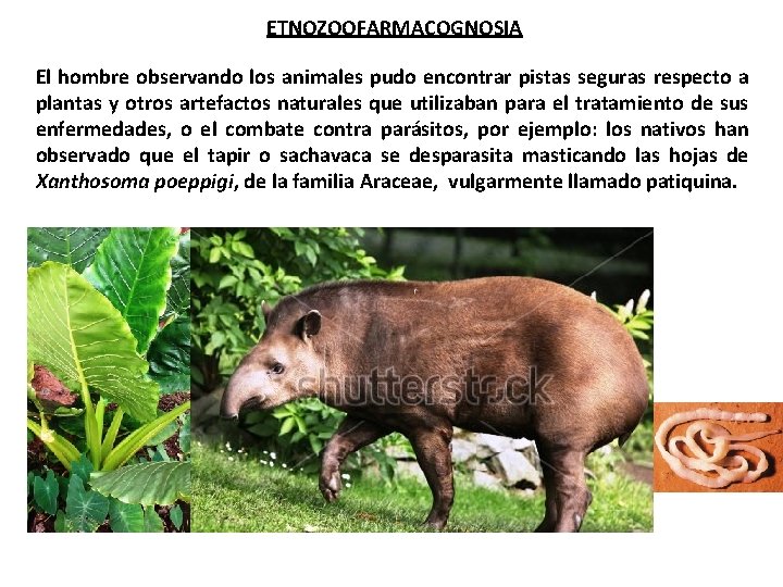 ETNOZOOFARMACOGNOSIA El hombre observando los animales pudo encontrar pistas seguras respecto a plantas y