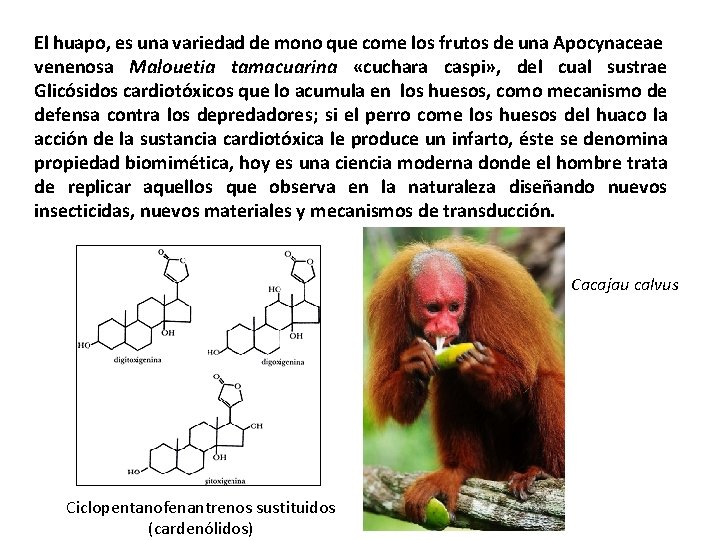 El huapo, es una variedad de mono que come los frutos de una Apocynaceae
