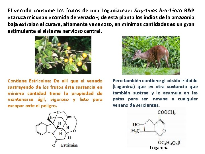 El venado consume los frutos de una Loganiaceae: Strychnos brachiata R&P «taruca micuna» «comida