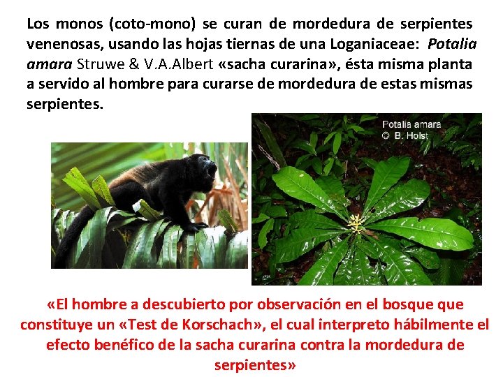Los monos (coto-mono) se curan de mordedura de serpientes venenosas, usando las hojas tiernas