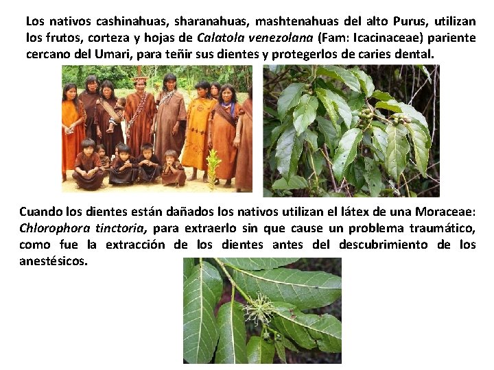 Los nativos cashinahuas, sharanahuas, mashtenahuas del alto Purus, utilizan los frutos, corteza y hojas