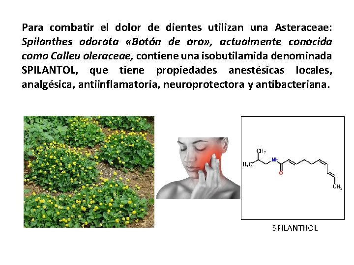 Para combatir el dolor de dientes utilizan una Asteraceae: Spilanthes odorata «Botón de oro»
