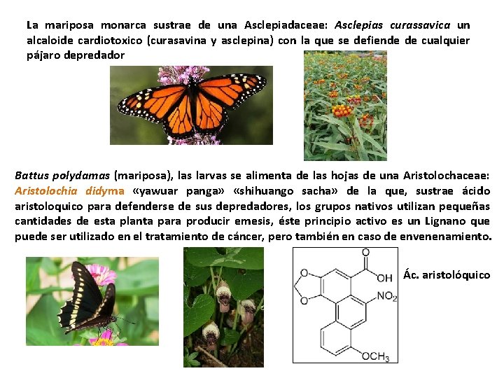 La mariposa monarca sustrae de una Asclepiadaceae: Asclepias curassavica un alcaloide cardiotoxico (curasavina y