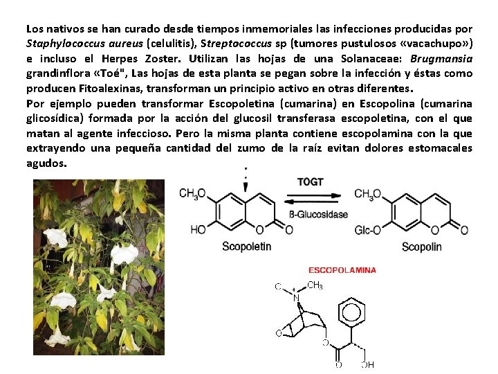 Los nativos se han curado desde tiempos inmemoriales las infecciones producidas por Staphylococcus aureus