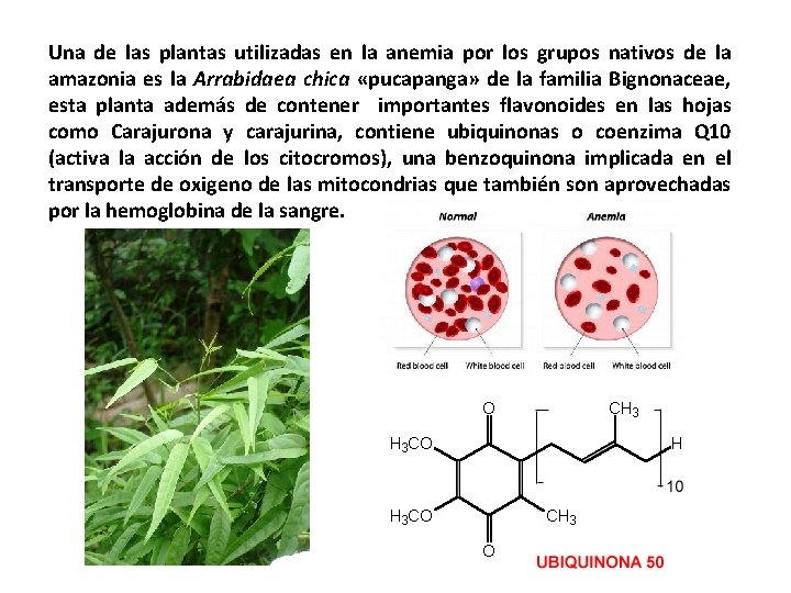 Una de las plantas utilizadas en la anemia por los grupos nativos de la