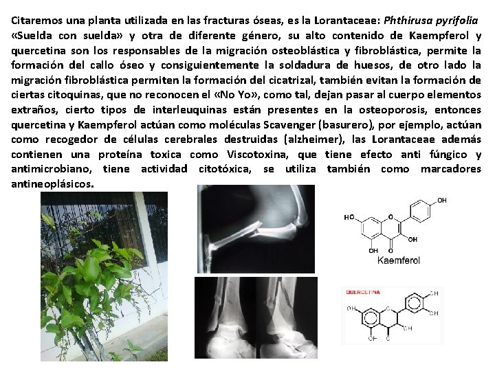 Citaremos una planta utilizada en las fracturas óseas, es la Lorantaceae: Phthirusa pyrifolia «Suelda