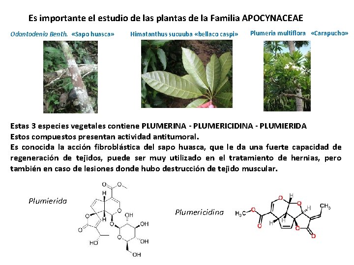 Es importante el estudio de las plantas de la Familia APOCYNACEAE Odantodenia Benth. «Sapo