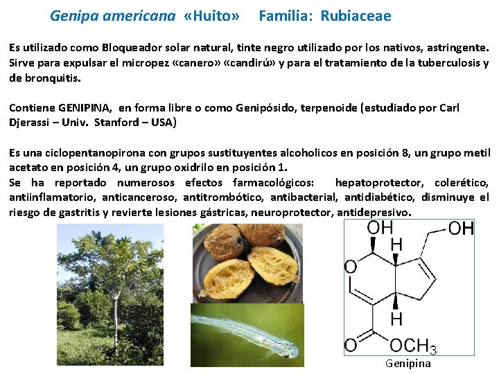 Genipa americana «Huito» Familia: Rubiaceae Es utilizado como Bloqueador solar natural, tinte negro utilizado