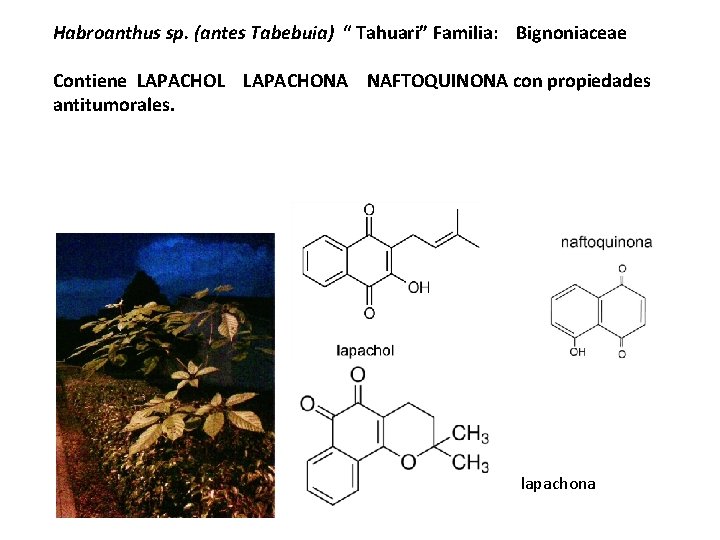 Habroanthus sp. (antes Tabebuia) “ Tahuari” Familia: Bignoniaceae Contiene LAPACHOL LAPACHONA NAFTOQUINONA con propiedades
