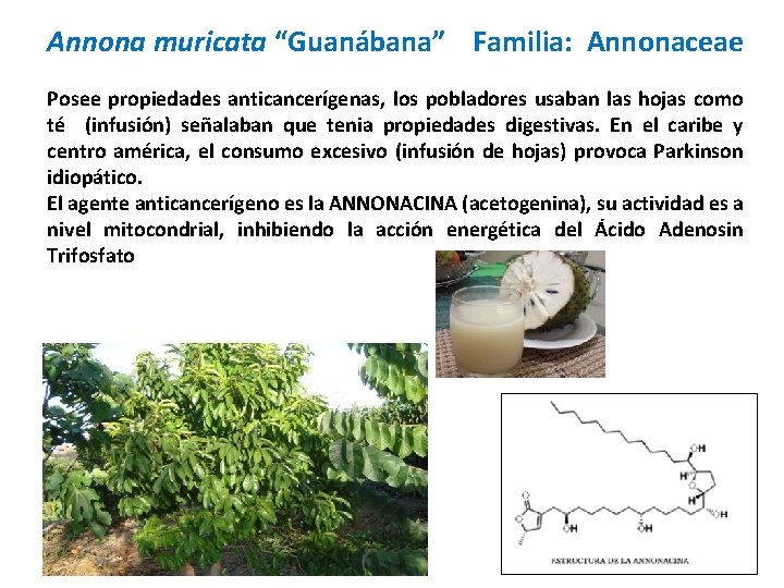 Annona muricata “Guanábana” Familia: Annonaceae Posee propiedades anticancerígenas, los pobladores usaban las hojas como