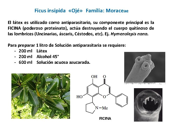 Ficus insipida «Ojé» Familia: Moraceae El látex es utilizado como antiparasitario, su componente principal